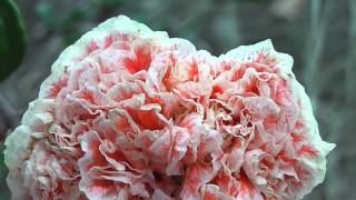 Punica granatum Legrelliae Flowering Pomegranate •‿•❀ [upl. by Revell837]