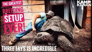 This Guys Giant Tortoise Sanctuary is Incredible [upl. by Ticknor]