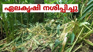 ഏലം കർഷകരെ ദുരിതത്തിലാക്കി വ്യാപക കൃഷിനാശം  Idukki  Santhanpara  choondal [upl. by Wilder]