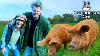 These Giant Pigs are Restoring Nature on our Country Estate Heres How [upl. by Mindy]