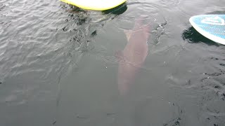 Broomtail Grouper in Redondo Beach Harbor [upl. by Nayrda343]