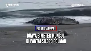 Buaya 3 Meter Muncul di Pantai Silopo Polman BBKSDA Himbau Warga Berhati hati [upl. by Ttergram]