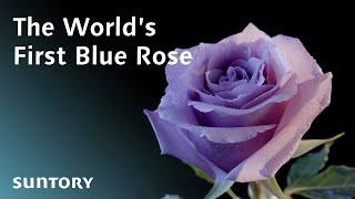 Development of the Worlds First Blue Rose [upl. by Mcgrath]