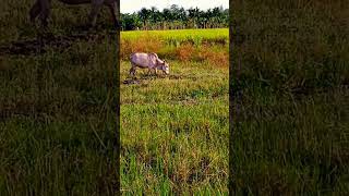 Jindagi Ki Talash Kumar Sanu nature shorts Hindi bird and cow Uttar Bhag sajijulsardar3365 [upl. by Kally]