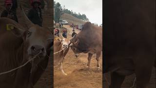 This Bulls are lethal 😱shorts bull cow caballos toros takkar bullriding bullrider [upl. by Akkire]