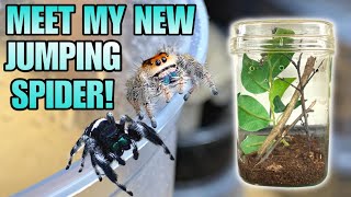 MEET MY NEW ADORABLE JUMPING SPIDER REGAL JUMPING SPIDER FEEDING  UPDATE Phidippus regius [upl. by Etnomed428]