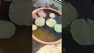 Let’s grow lotus seeds with me lotus gardening fish youtubeshorts shorts love repotting [upl. by Atneuqal]