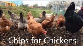 Chips for the chickens [upl. by Conall]