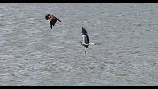 Osprey vs Great Heron [upl. by Lowson279]