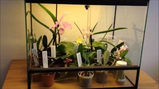 Vivarium Terrarium Orchidarium Orchidejoslt 3 [upl. by Yuht235]