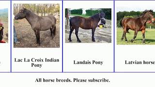 All horse breeds [upl. by Lombardy]