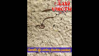 செவிட்டு பாம்பு Sevittu pambu [upl. by Woolson756]