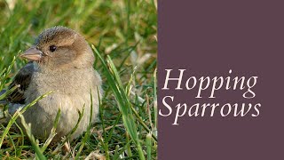 Sparrow Walk On The Ground  Hopping Sparrows  Bird Walking [upl. by Doggett]