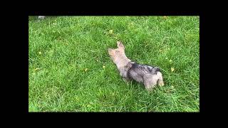 Swedish Vallhund puppy Helka 13 weeks old meeting cows amp sheep for the first time [upl. by Anihs785]