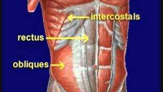 Mechanism of cough reflex [upl. by Ityak]