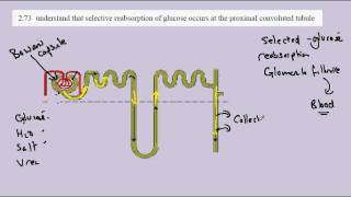 274 Glucose reabsorption [upl. by Sorcim970]