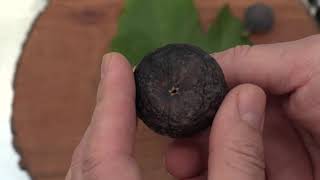 First Fig Of 2024 Madeira Island Black January 3 backyardfigs [upl. by Suisyola]