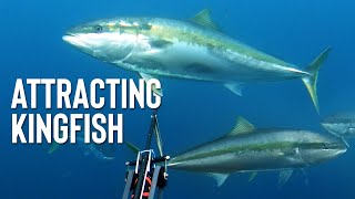 SPEARFISHING TIPS  Attracting Kingfish [upl. by Elleoj]