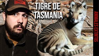 EL TIGRE DE TASMANIA TILACINO [upl. by Inej]