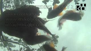 FEEDING MY PIRANHAS COW TONGUE  FEEDING FRENZY [upl. by Haelat]