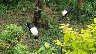 Saddlebilled Stork  Bird Paradise Singapore [upl. by Adnirem]