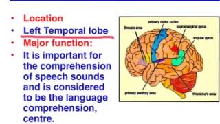 Brocas area vs Wernickes area  VCE Psychology [upl. by Westfahl855]