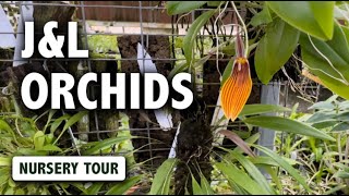 JampL Orchids Nursery Tour  Dracula Masdevallia Pleurothallis amp Miniature Orchids in Bloom [upl. by Acinnor]