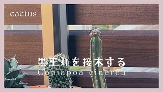 【黒王丸の接木】Copiapoa cinerea [upl. by Adnimra]