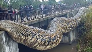 The Largest Snake on Earth was Caught on Camera Is That a Titanoboa [upl. by Rustie]