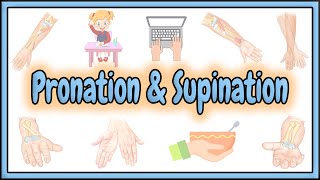 30 Pronation amp Supination Terms  2D Animation [upl. by Cohbert517]