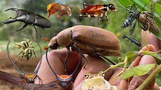 hunt a variety of unique insectscricketsbeetleshorned weaver spiders [upl. by Intruok24]