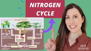 NITROGEN CYCLE A level biology AQA Saprobionts nitrogenfixing ammonification amp nitrification [upl. by Auhsej]