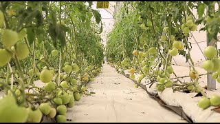 A brief insight into greenhouse farming in Ghana greenhousefarming greenhouse agriimpact [upl. by Modern]