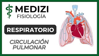 Clase 38 Fisiología Respiratoria  Circulación Pulmonar Edema Pulmonar IGdoctorpaiva [upl. by Olnee346]