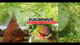 AHABAN WO TUMI Kukudemkum BY  ANGEL BARAKAH [upl. by Ciaphus640]