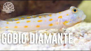 ¡Hablemos sobre Gobio Arenero de puntos naranja Diamond Goby [upl. by Sorci]