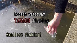 Small fishing in frozen waterways 【 TANAGO fishing 】 traditional Japanese angler [upl. by Reuben41]