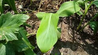 131 Banany z nasion musa balbisiana ensete glaucum musa yunnanensis [upl. by Bart]