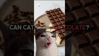 Can cats eat chocolate 🍫 cat shorts chocolate [upl. by Helas]