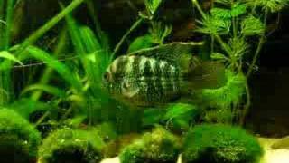 My Blue Acara offspring  Blaupunktbuntbarsch Nachwuchs 26 [upl. by Lainahtan785]