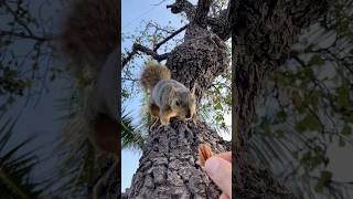 V the Shy Squirrel does actual Squirreling animals amazing friends feed stunt crazy action 1 [upl. by Neitsabes]