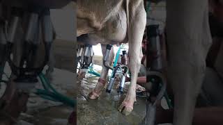 milking machine cow world top class hf breed record milk degree youtubeshorts viralvideo [upl. by Ilenna]