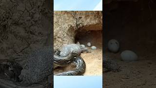 Snake vs Crocodile  snake video video animals Crocodileeggsnake wildlife Telecast gatorland [upl. by Yve]