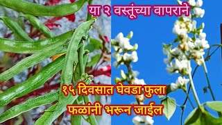 या खताच्या वापराने वेल फुला फळांनी भरगच्च होईलorganic fertilizerspkitchengardening [upl. by Blayze]