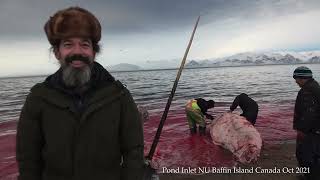 Inuit Tradition of Narwhal Hunting Witness the Harvesting and Preparation of Muktuk Traditional Food [upl. by Aicilaana]