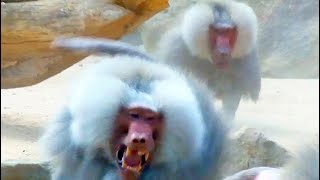 Pavian Kampf Baboon Fight Territorial [upl. by Ibrahim]