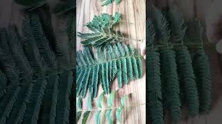 Types of Pinnately Compound leaves Unipinnate Bipinnate and Tripinnate leavesshortvideo [upl. by Avrom671]