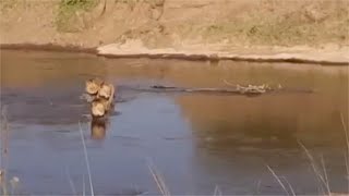 Male lion coalition cautiously crossing crocodile infested rivers [upl. by Lenore]