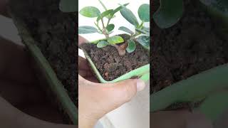 Ficus microcarpa garden nature bonsai [upl. by Ardeth]