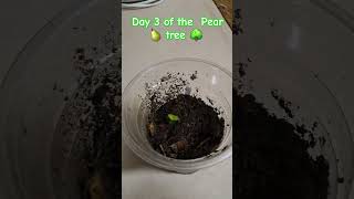 DAY 3 OF THE Pear 🍐 Tree 🌳 about to produce the true leaves 🍃 gardening garden food pear love [upl. by Supmart]